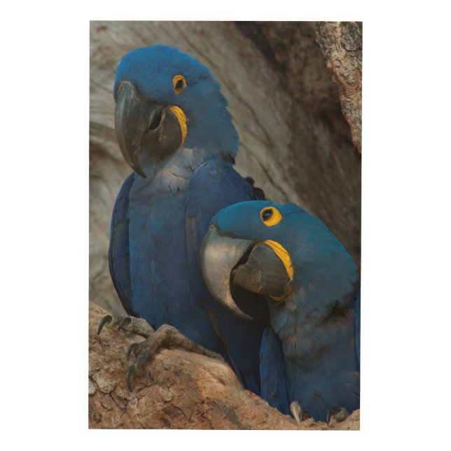 Two Hyacinth Macaws, Brazil Wood Wall Art (Front)