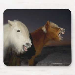 Two Icelandic horses Mouse Pad