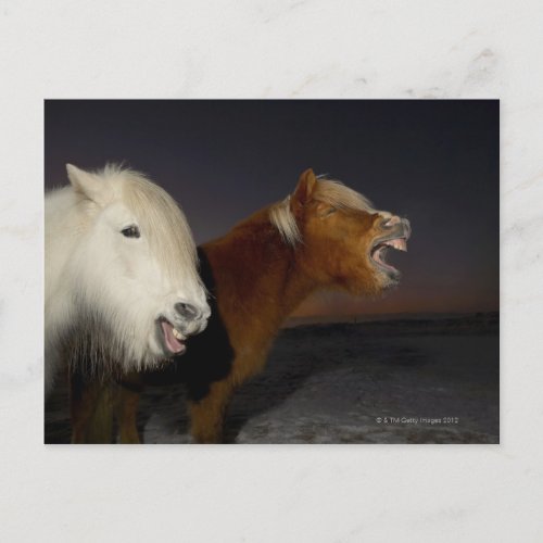 Two Icelandic horses Postcard