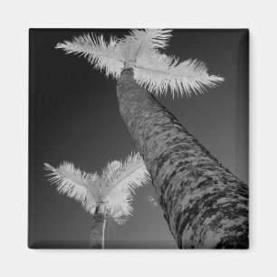 Two infrared palm trees. magnet