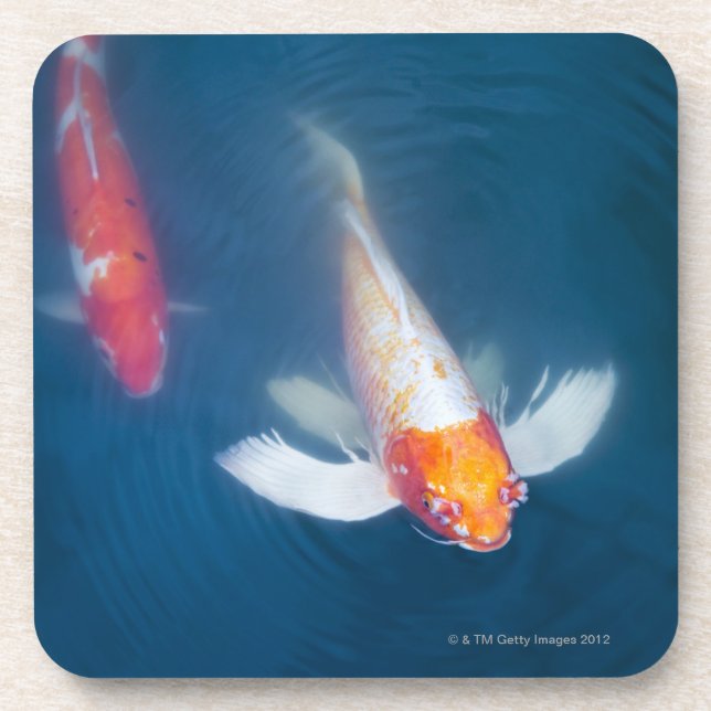 Two Japanese koi fish in pond Beverage Coaster (Front)