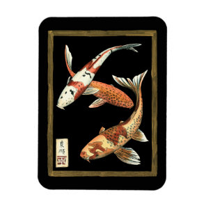 Two Japanese Koi Goldfish on Black Background Magnet