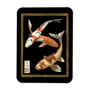 Two Japanese Koi Goldfish on Black Background Magnet