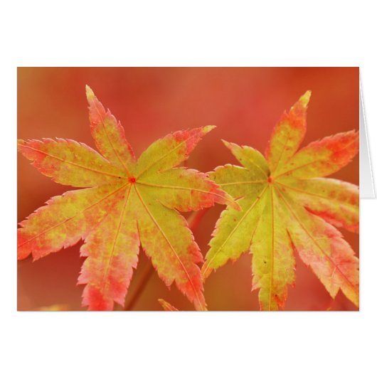 Two Japanese Maple Leaves Cards (Front Horizontal)