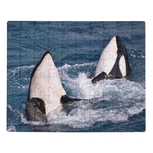 Two killer whales jigsaw puzzle