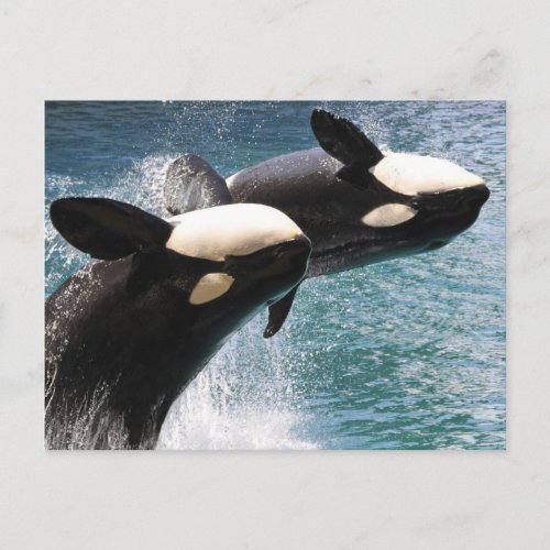 Two killer whales jumping out of water postcard