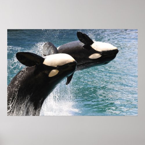 Two killer whales jumping out of water poster