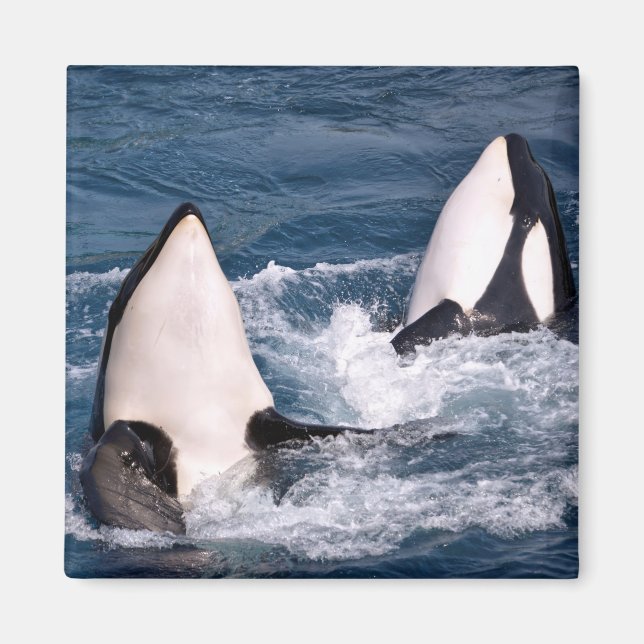 Two killer whales magnet (Front)