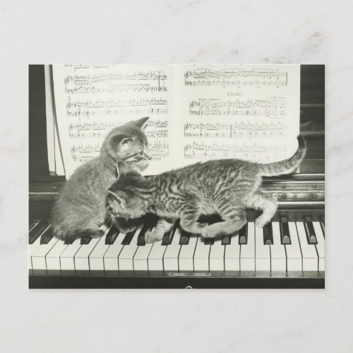 Two kitten playing on piano keyboard BW Postcard
