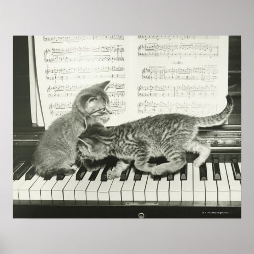 Two kitten playing on piano keyboard BW Poster