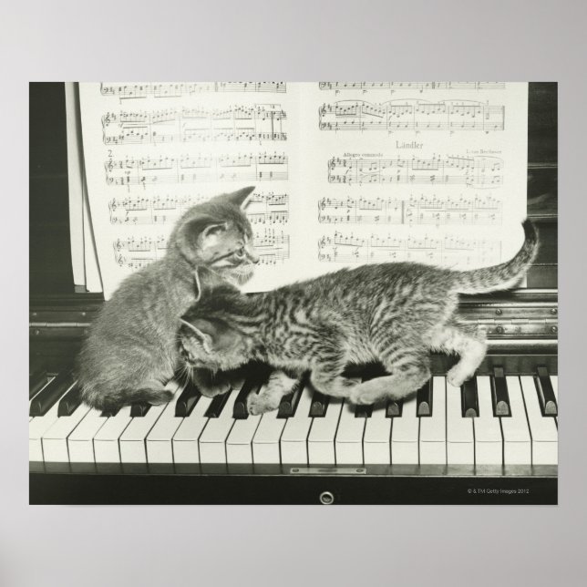 Two kitten playing on piano keyboard, (B&W) Poster (Front)