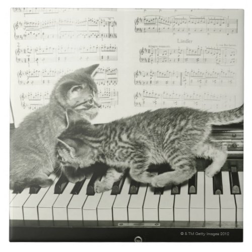 Two kitten playing on piano keyboard BW Tile
