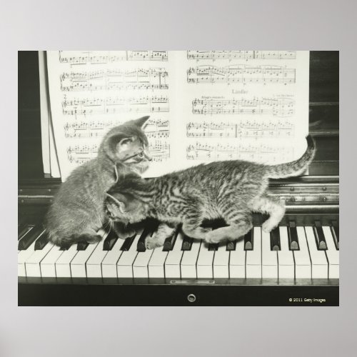 Two kitten playing on piano keyboard poster