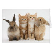 Two Kittens and Two Bunnies! (Front Horizontal)