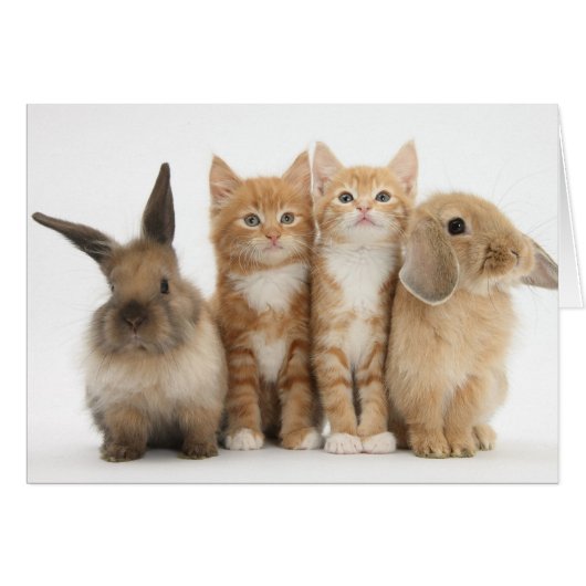 Two Kittens and Two Bunnies! Cards (Front Horizontal)