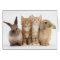 Two Kittens and Two Bunnies!