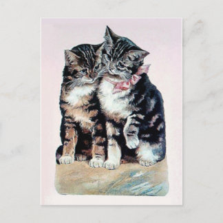 two kittens cats cute love adorable loving pets postcard
