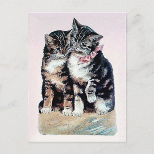 two kittens cats cute love adorable loving pets postcard