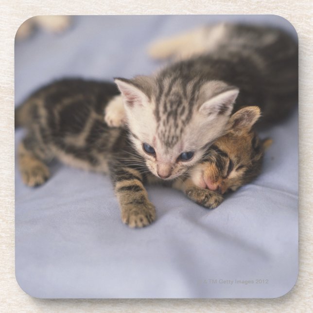 Two kittens drink coaster (Front)