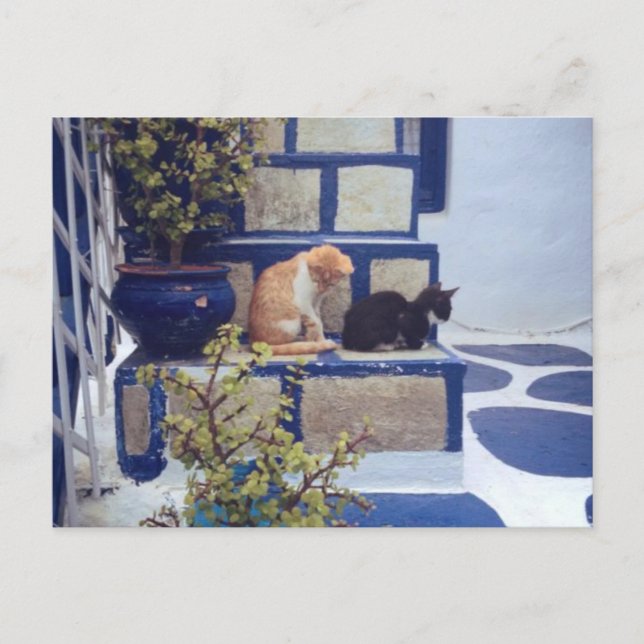 Two Kittens Enjoying the Day Postcard (Front)