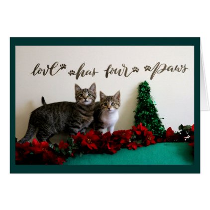 Two Kittens for Christmas Card