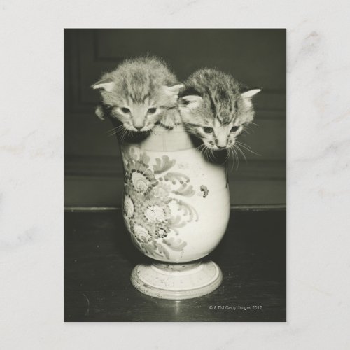 Two kittens hiding in vase BW Postcard