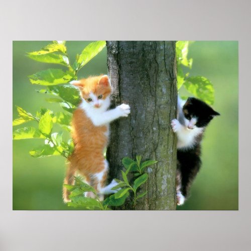 Two Kittens in a Tree Poster