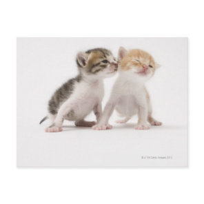 Two kittens kissing against white background postcard