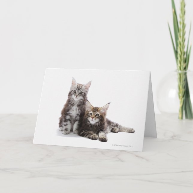 Two kittens of Maine coon cat Card (Front)
