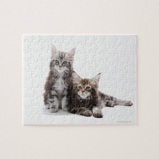 Two kittens of Maine coon cat Jigsaw Puzzle (Horizontal)