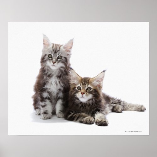 Two kittens of Maine coon cat Poster