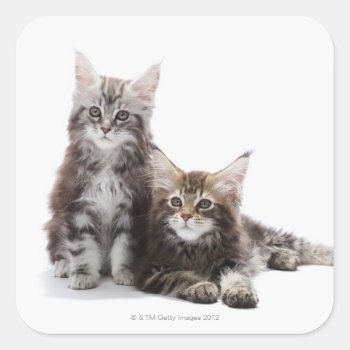Two Kittens Of Maine Coon Cat Square Sticker by prophoto at Zazzle