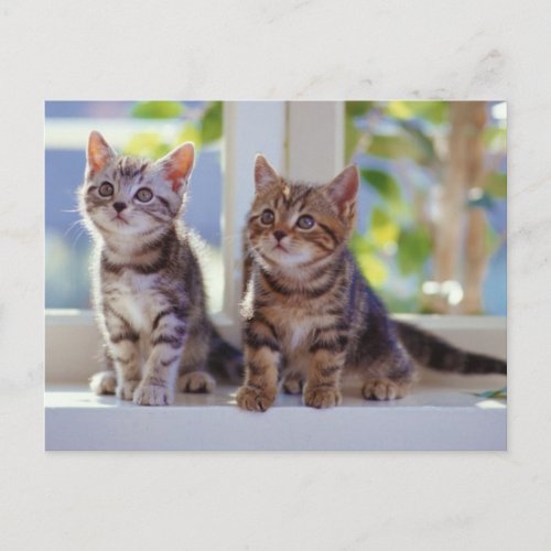 Two Kittens Postcard