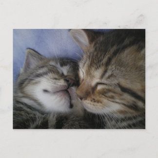 Two kittens postcard