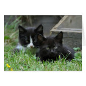 Two Kittens Side by Side Cards (Front Horizontal)