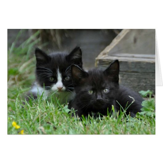 Two Kittens Side by Side Cards (Front Horizontal)