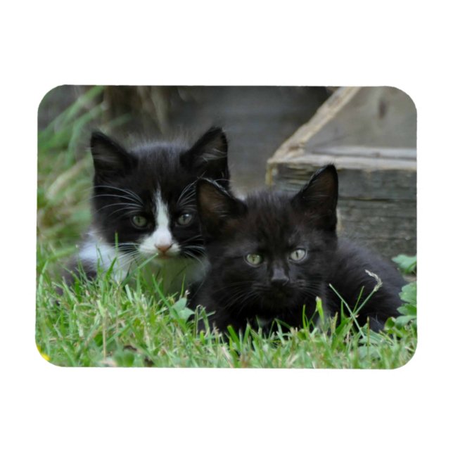 Two Kittens Side by Side Magnet (Horizontal)