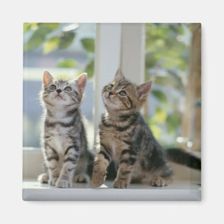 Two Kitties Magnet