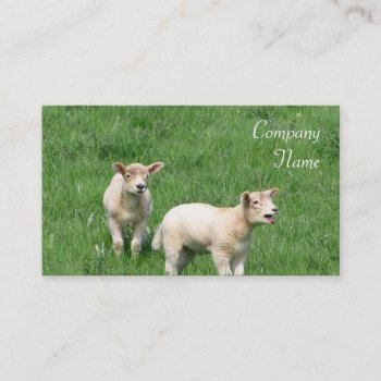 Two Lambs Business Cards by pdphoto at Zazzle