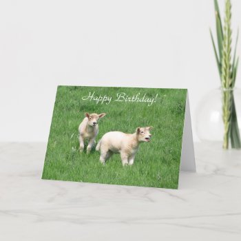 Two Lambs Card by pdphoto at Zazzle