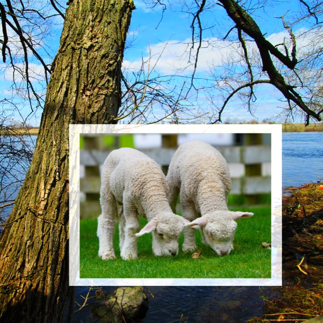 Two Lambs Grazing Postcard (Creator Uploaded)