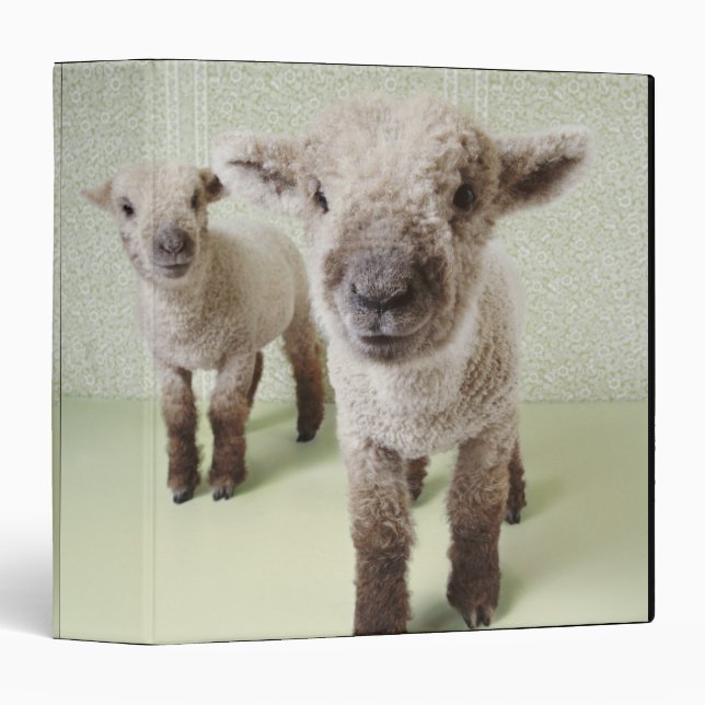 Two Lambs Indoors with Floral Wallpaper 3 Ring Binder (Front/Spine)