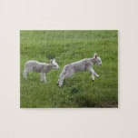 Two Lambs Jigsaw Puzzle<br><div class="desc">two lambs in green field. Northumberland England. | Design Pics / John Short | AssetID: 126294184</div>