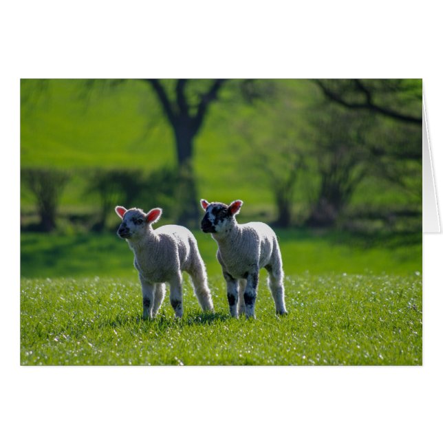 Two lambs photographic greetings card. cards (Front Horizontal)