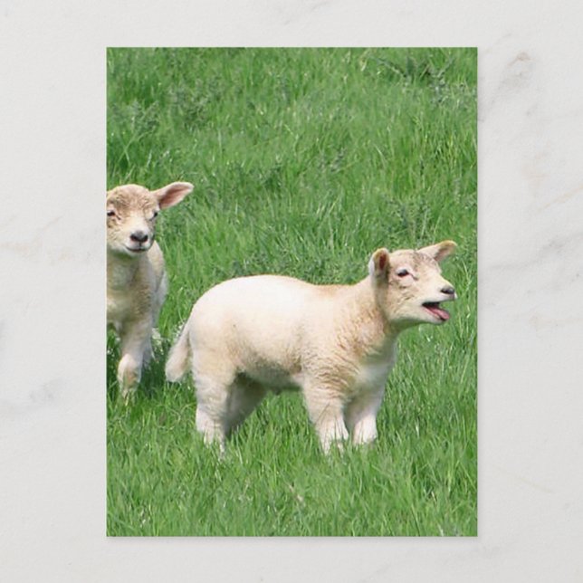 Two Lambs Postcard (Front)