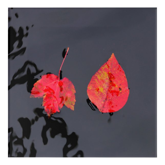 Two leaves going nowhere acrylic print (Front)