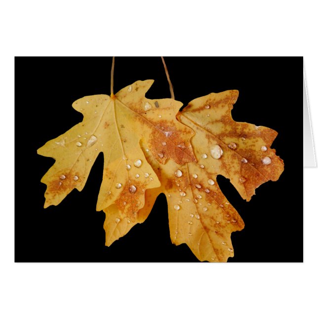 Two Leaves with Raindrops,  Blank Inside Cards (Front Horizontal)