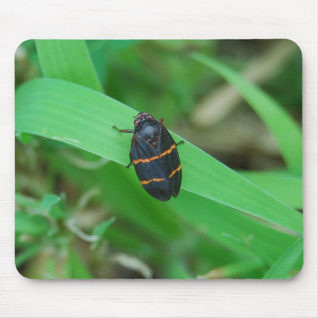 Two lined spittle bug mousepad (Front)