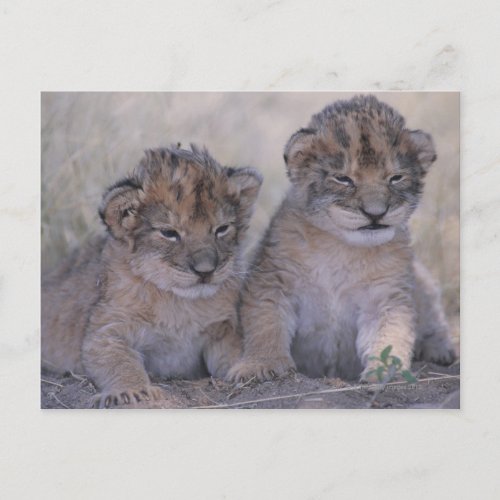 Two Lion Cubs Postcard
