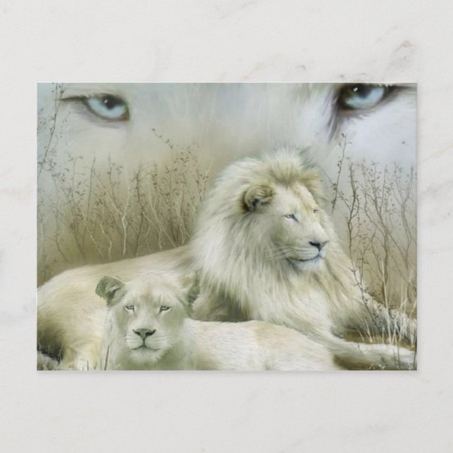 Two lions at rest art design postcard (Front)